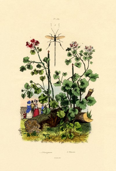 Geranium by French School
